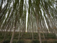 From Taklimakan to Thar: lessons in combating desertificatio